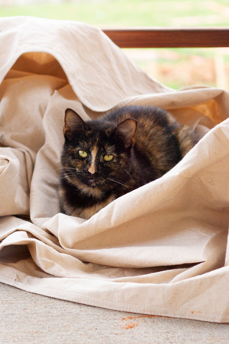 Entry image for Pepper. Clicking this image will show a larger photo