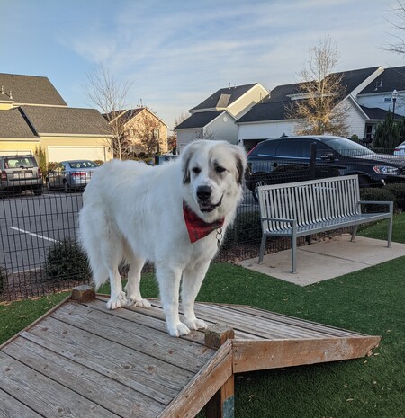 Entry image for Ava. Clicking this image will show a larger photo