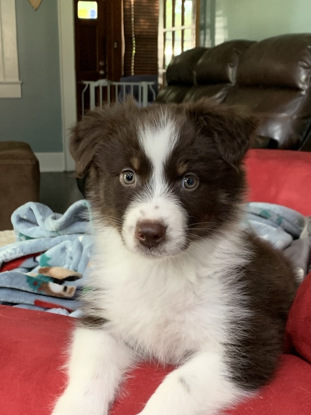 Entry image for Silas. Clicking this image will show a larger photo