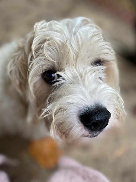 Entry image for Piper. Clicking this image will show a larger photo