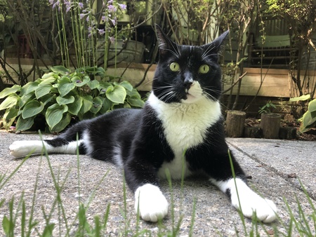 Entry image for Oreo. Clicking this image will show a larger photo