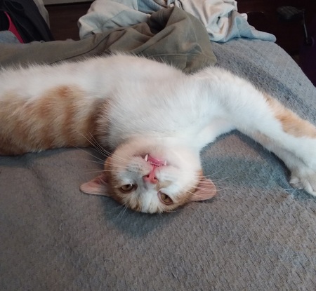 Entry image for Sherburt. Clicking this image will show a larger photo