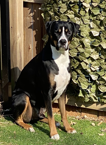 Entry image for Blue. Clicking this image will show a larger photo