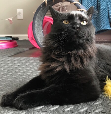 Entry image for Freddie. Clicking this image will show a larger photo