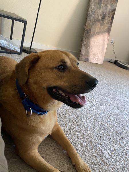 Entry image for Cardi. Clicking this image will show a larger photo