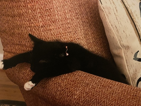 Entry image for Winston . Clicking this image will show a larger photo