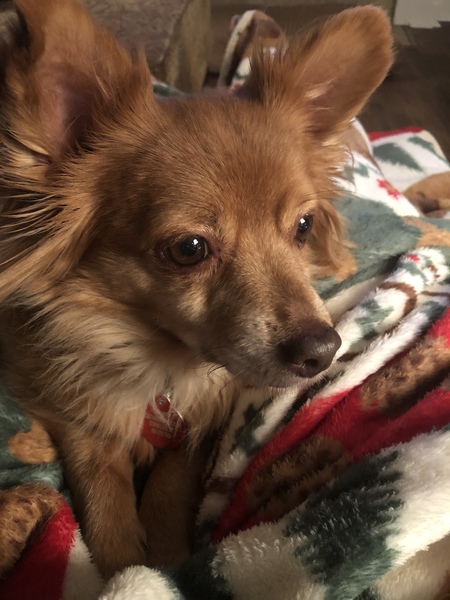 Entry image for Scrappy. Clicking this image will show a larger photo