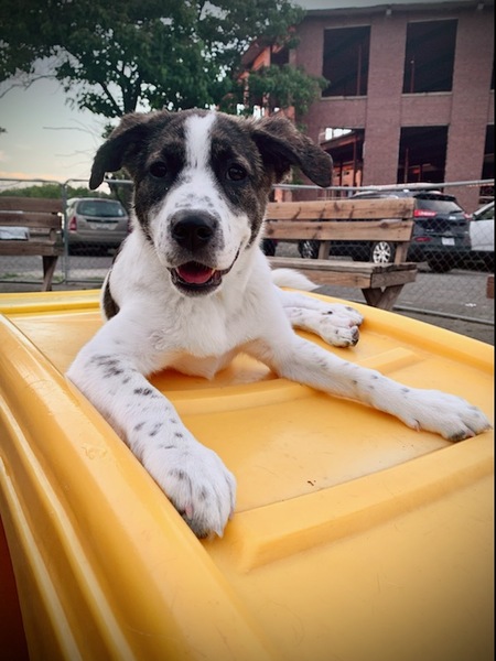 Entry image for Mazikeen. Clicking this image will show a larger photo