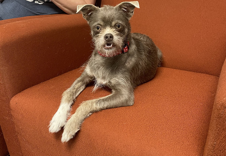 Entry image for Harriet. Clicking this image will show a larger photo