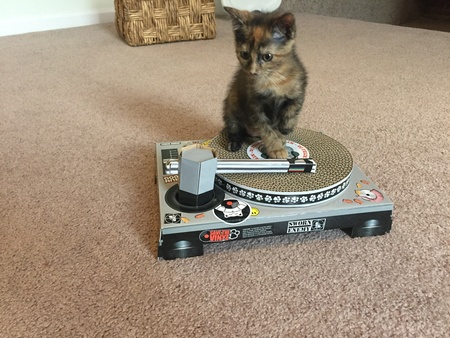 Entry image for Torti . Clicking this image will show a larger photo