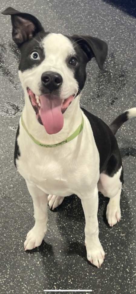 Archie