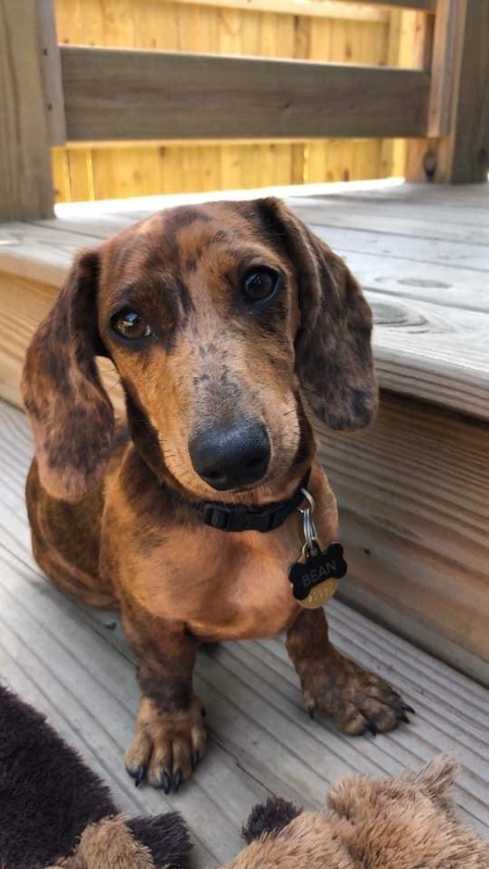 Entry image for Bean. Clicking this image will show a larger photo