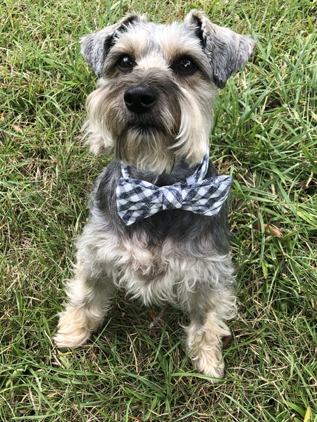 Entry image for Buddy. Clicking this image will show a larger photo