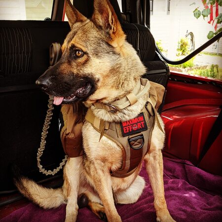 Entry image for Max. Clicking this image will show a larger photo