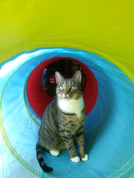 Entry image for Sil. Clicking this image will show a larger photo