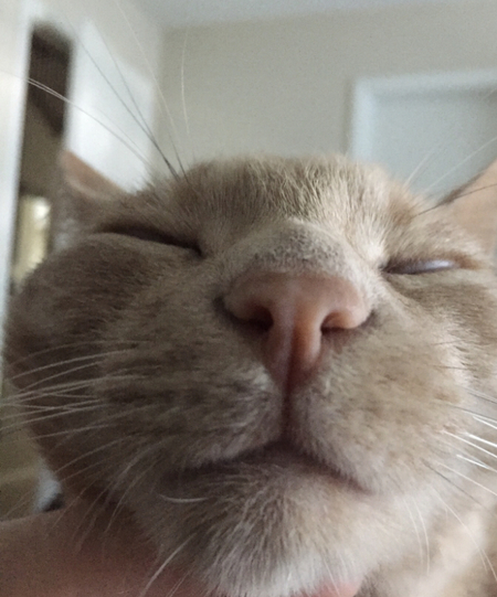 Entry image for Olsen . Clicking this image will show a larger photo