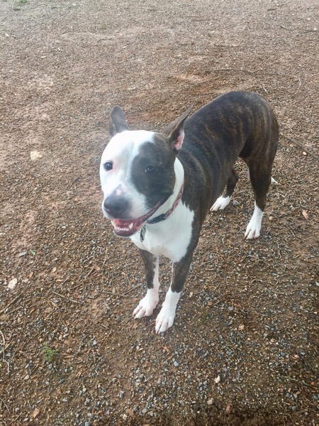 Entry image for Gypsy. Clicking this image will show a larger photo