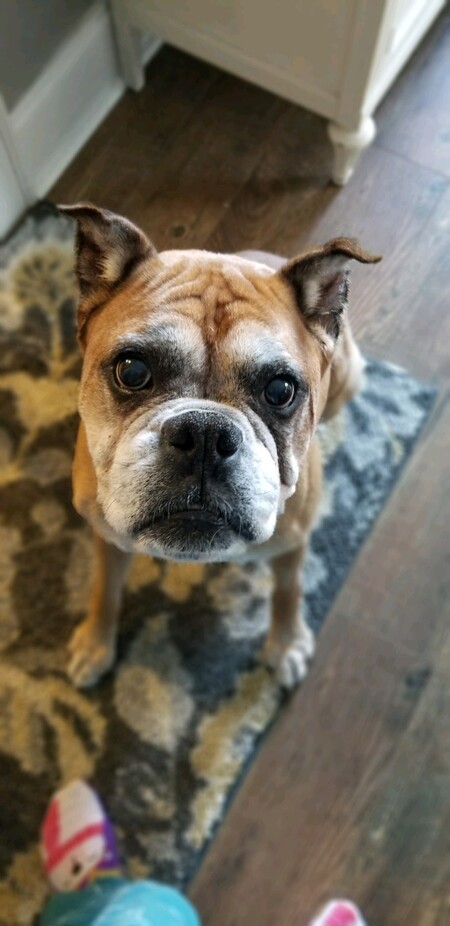 Entry image for Elmer. Clicking this image will show a larger photo