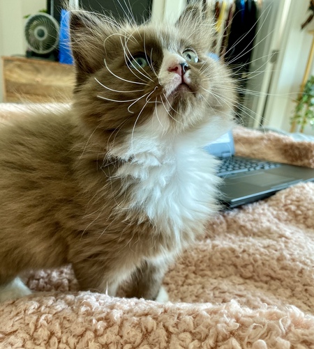 Entry image for Matcha Latte. Clicking this image will show a larger photo