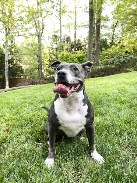 Entry image for Lola. Clicking this image will show a larger photo