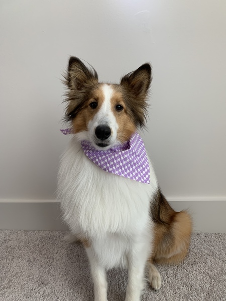 Entry image for Lucy . Clicking this image will show a larger photo