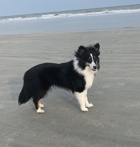 Entry image for Molly. Clicking this image will show a larger photo