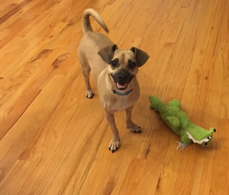 Entry image for Chloe. Clicking this image will show a larger photo