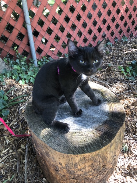 Entry image for Havarti. Clicking this image will show a larger photo