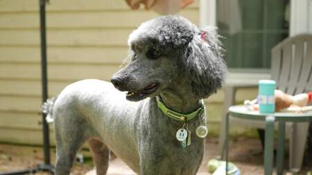 Entry image for Ringo. Clicking this image will show a larger photo