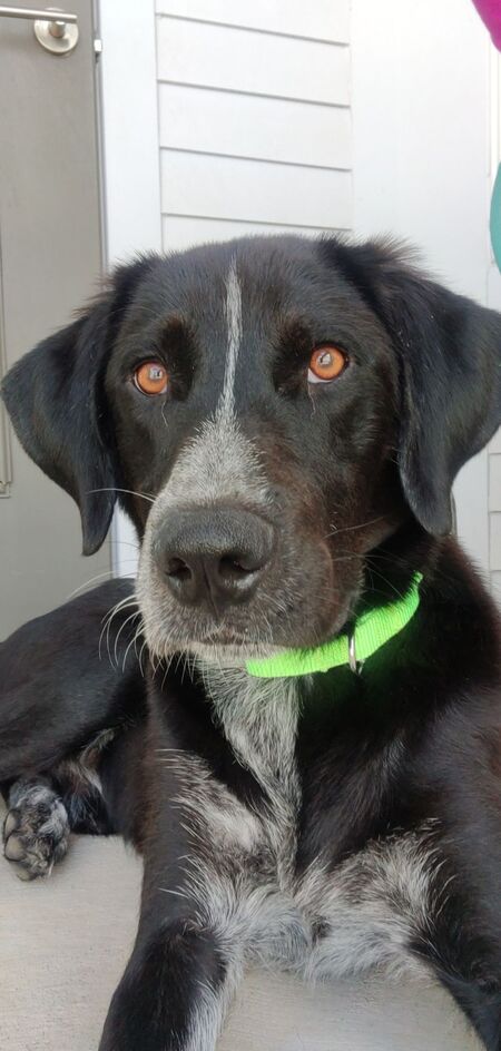 Entry image for Ollie. Clicking this image will show a larger photo