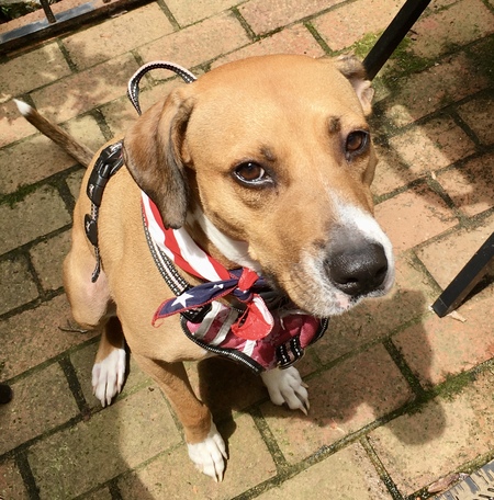 Entry image for Lilly. Clicking this image will show a larger photo