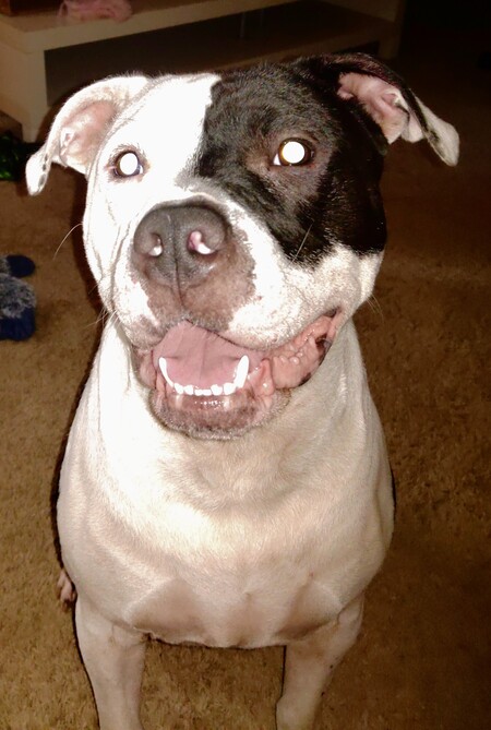 Entry image for Percy. Clicking this image will show a larger photo