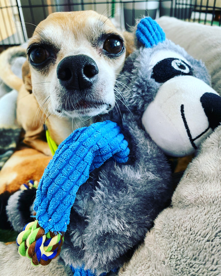 Entry image for Rusty . Clicking this image will show a larger photo