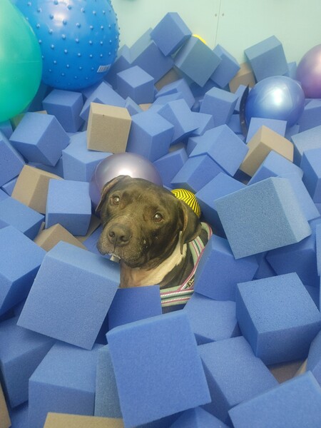 Entry image for Leo. Clicking this image will show a larger photo