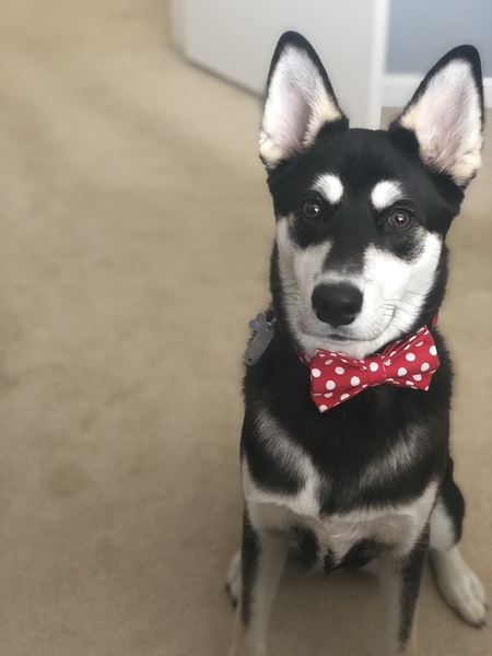 Entry image for Rogue. Clicking this image will show a larger photo