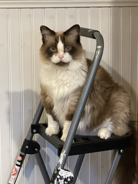 Entry image for Princess Sophia. Clicking this image will show a larger photo