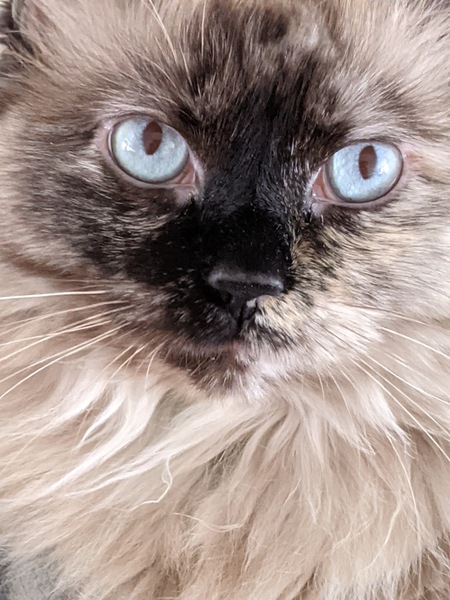 Entry image for Layla. Clicking this image will show a larger photo