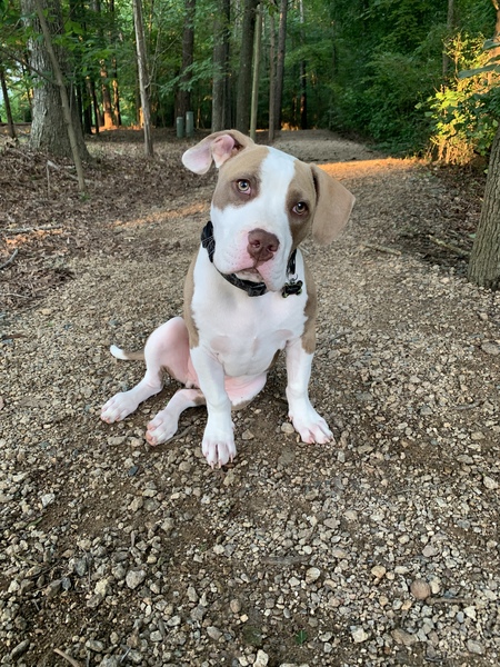 Entry image for Bronson. Clicking this image will show a larger photo