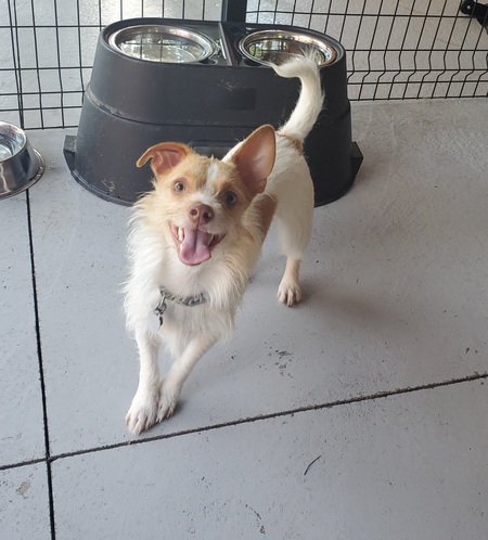 Entry image for Oliver. Clicking this image will show a larger photo