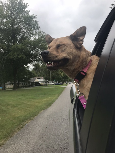 Entry image for Maple. Clicking this image will show a larger photo