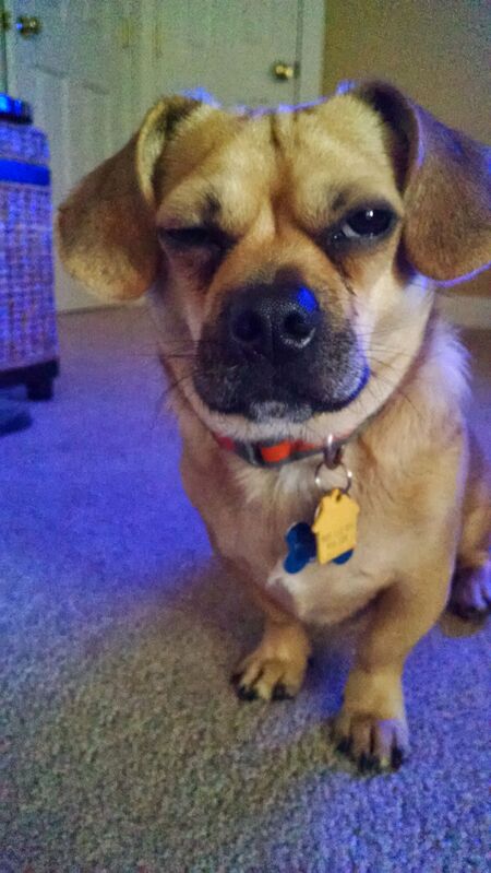 Entry image for Rosco . Clicking this image will show a larger photo