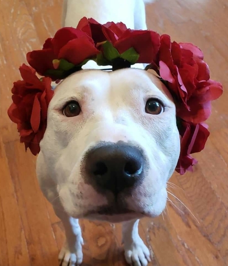 Entry image for Maggie Mae. Clicking this image will show a larger photo