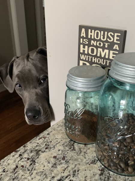 Entry image for Waldo . Clicking this image will show a larger photo