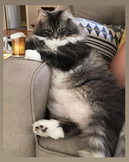 Entry image for Gracie . Clicking this image will show a larger photo