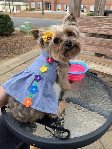 Entry image for Paisley. Clicking this image will show a larger photo