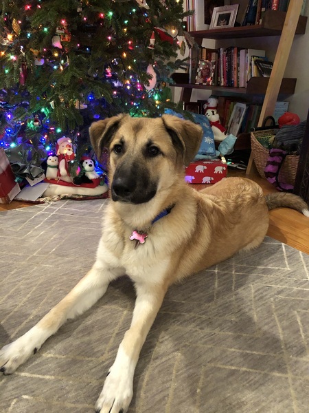 Entry image for Bria. Clicking this image will show a larger photo