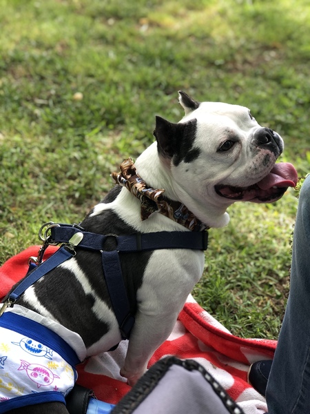 Entry image for Newman. Clicking this image will show a larger photo