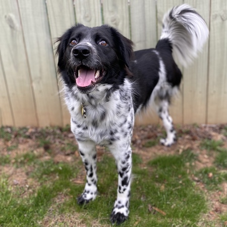 Entry image for Dexter. Clicking this image will show a larger photo