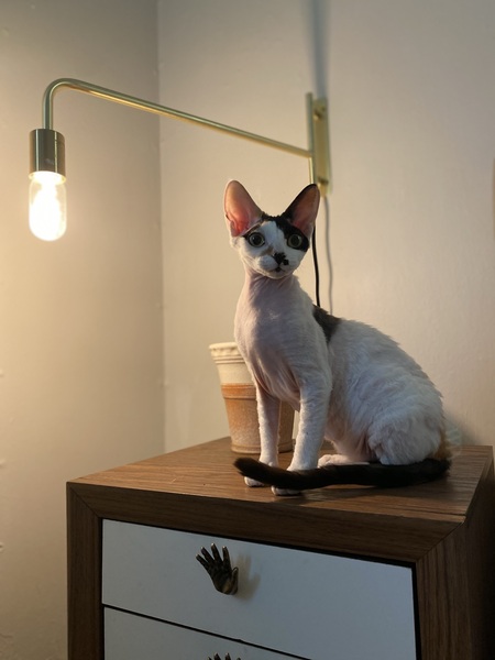 Entry image for Tenten. Clicking this image will show a larger photo