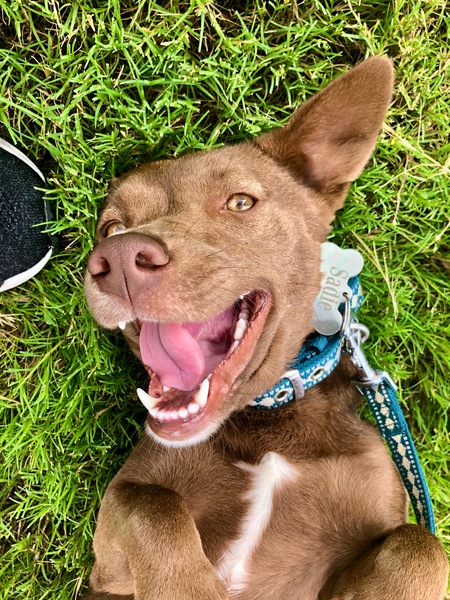 Entry image for Sadie. Clicking this image will show a larger photo